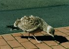 2001.09.14 01.03 jonge meeuw
